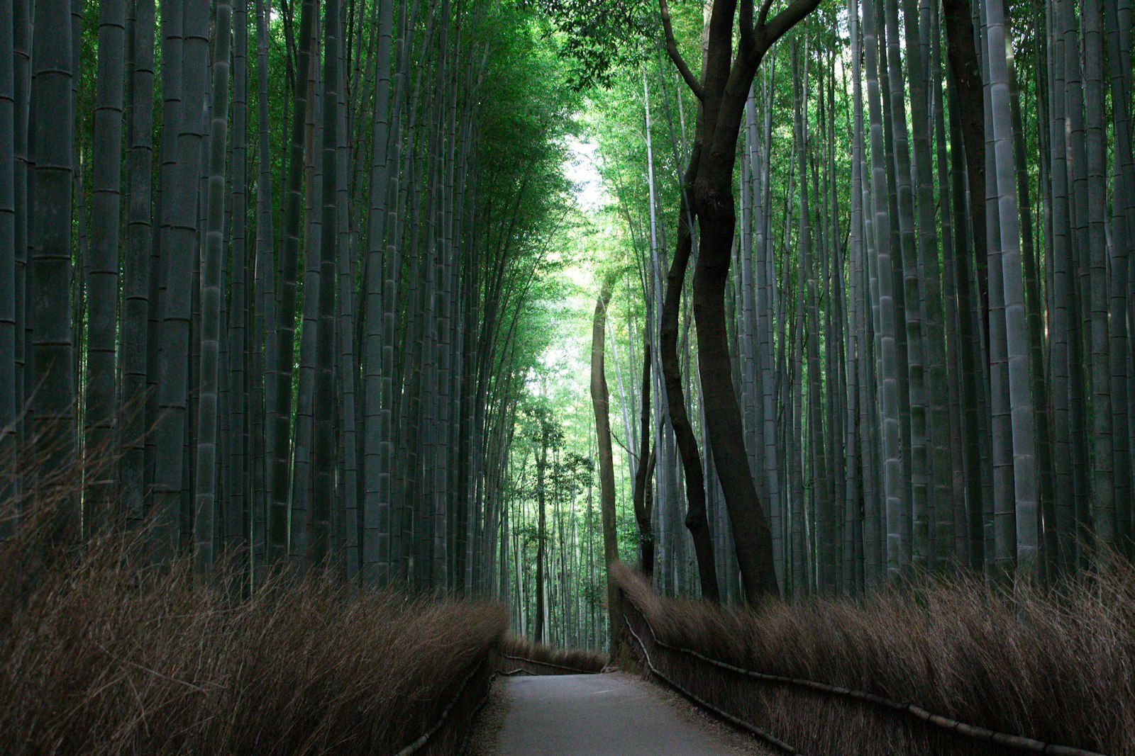 Tall green bamboo stalks arching over a path in the Arashiyama grove
