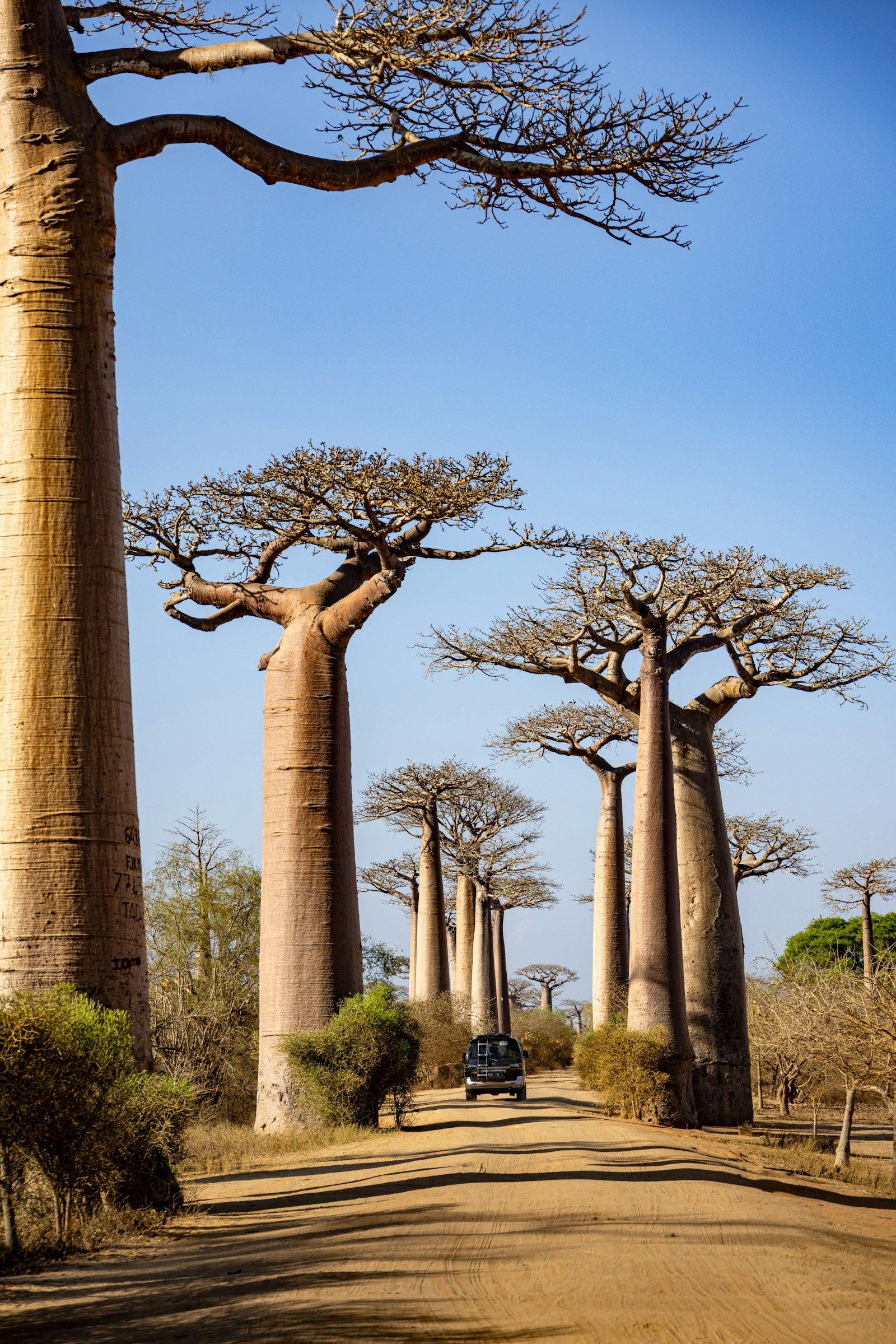 A row of enormous ancient baobab trees glowing against a golden sunset sky in Madagascar