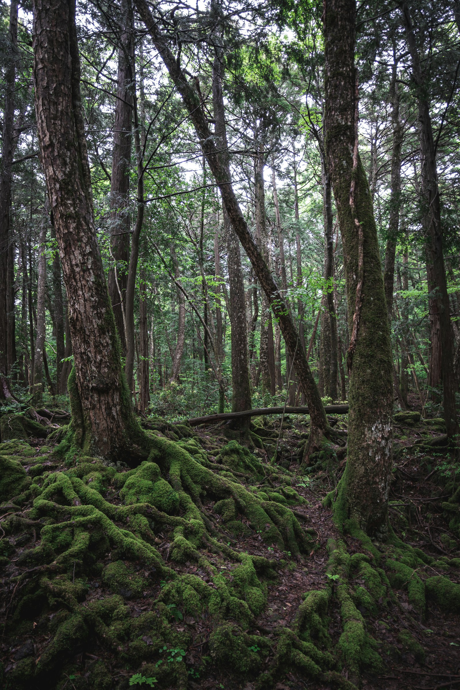 Tall old-growth trees and fallen mossy logs in the primeval Białowieża Forest