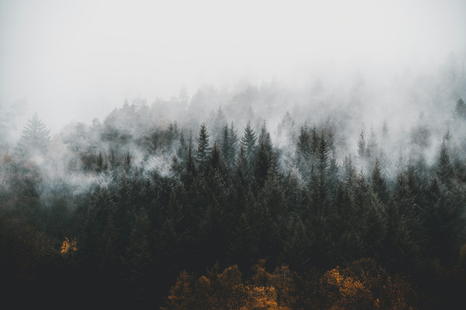 Mist drifting through the dense dark firs of Germany's Black Forest