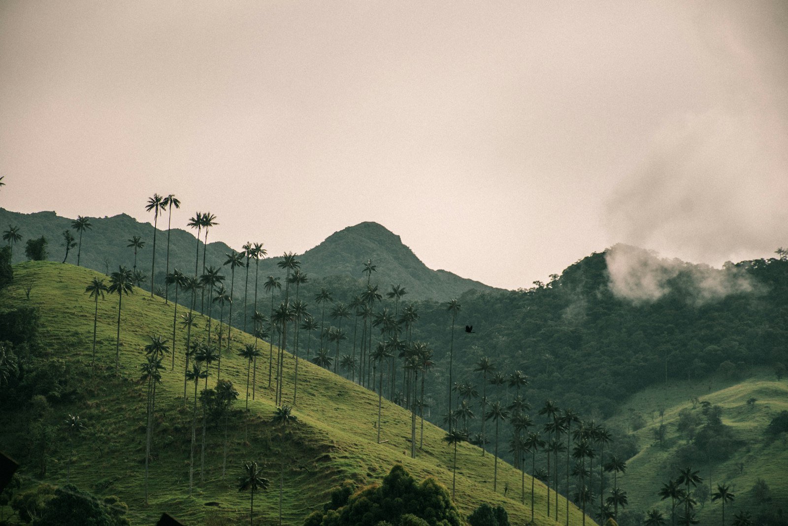 Impossibly tall, slender wax palms rising from green Andean hills under drifting cloud in the Cocora valley