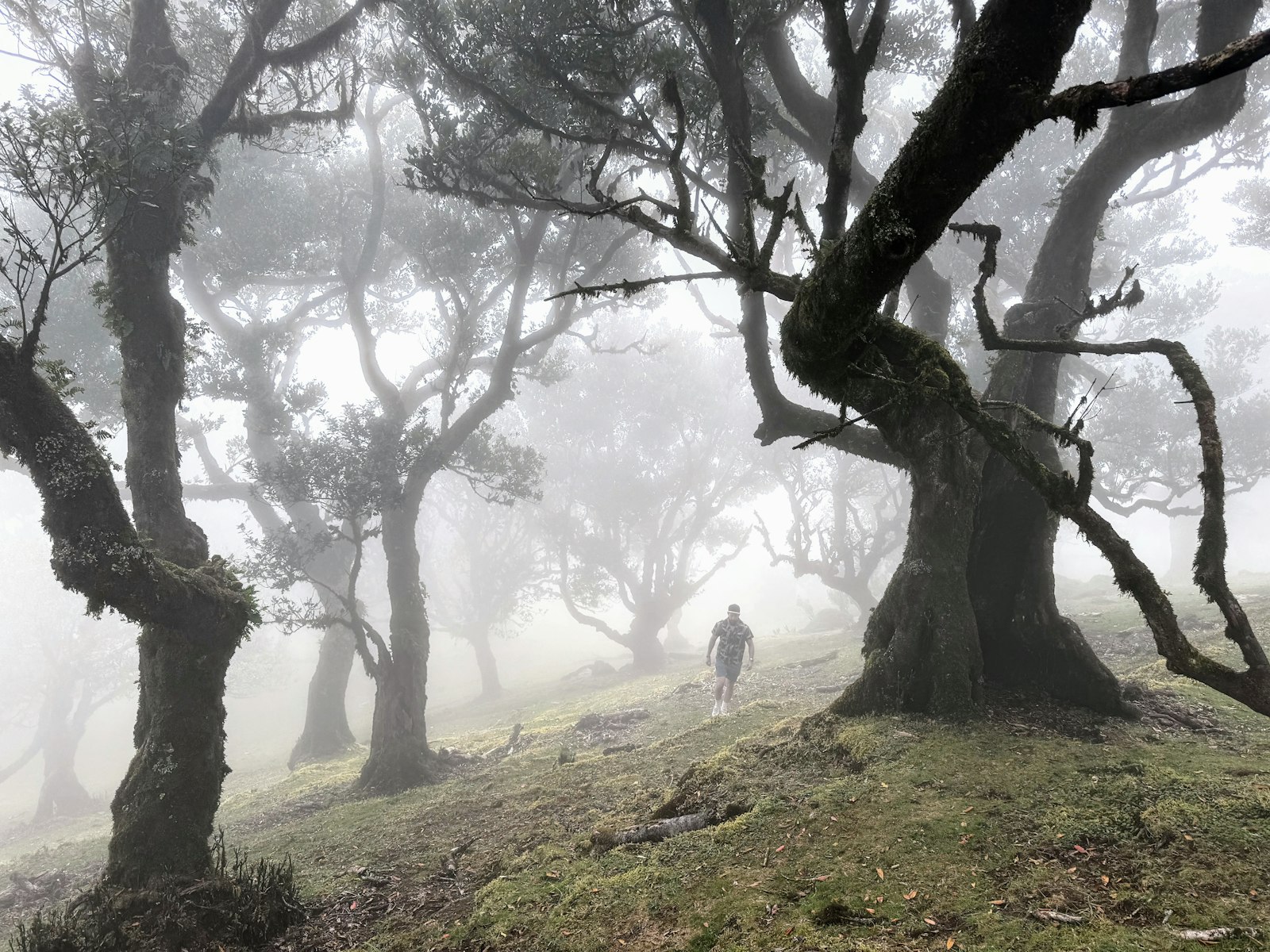 Ancient gnarled laurel trees emerging from thick fog on a green hillside in Fanal