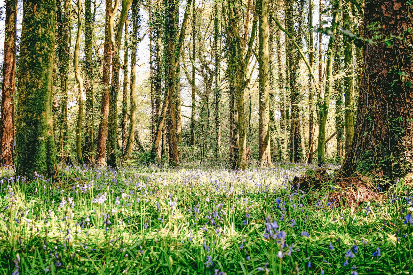 The floor of Hallerbos carpeted in a haze of violet-blue bluebells beneath tall beeches