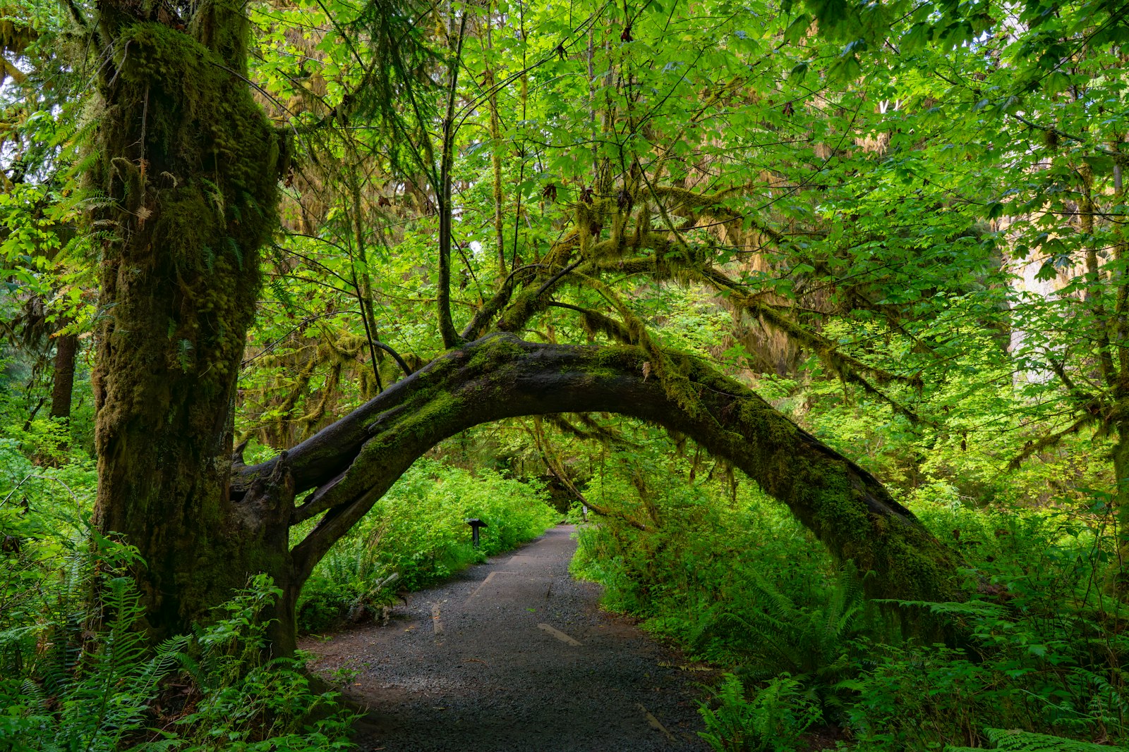 Big-leaf maples draped in hanging club moss in the green Hall of Mosses