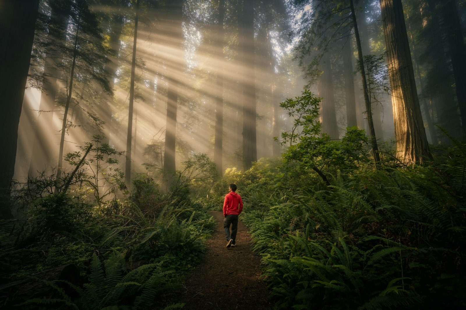 Sunlight filtering through impossibly tall coast redwoods in a ferny grove