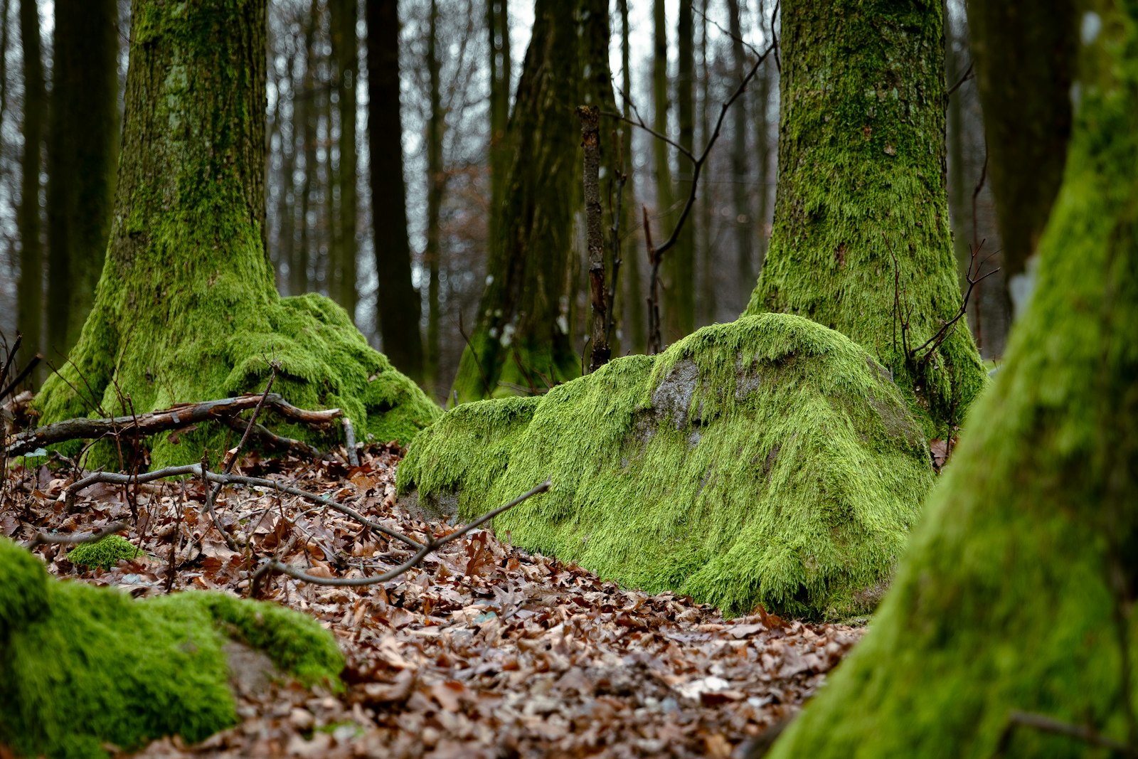 Stunted, moss-draped oaks growing among mossy granite boulders in Wistman's Wood