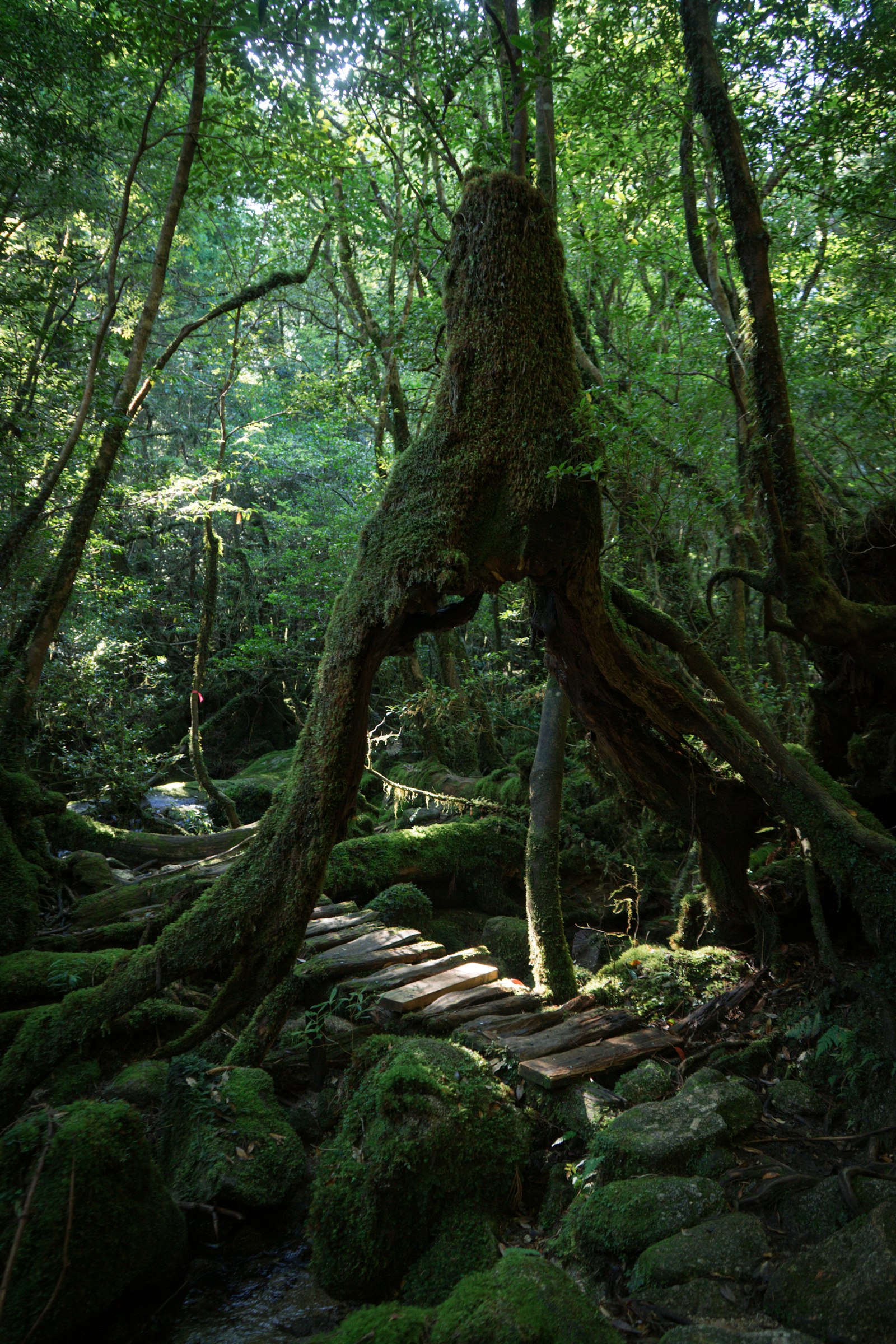 Moss-covered roots, rocks and ancient cedars in the deep green rainforest of Yakushima